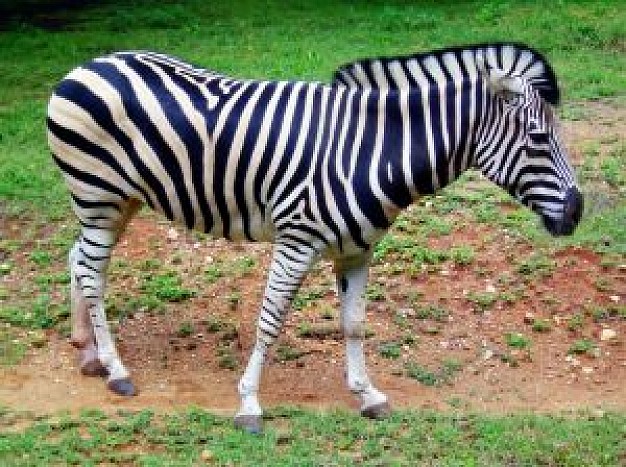 zebra side feature at green grassland
