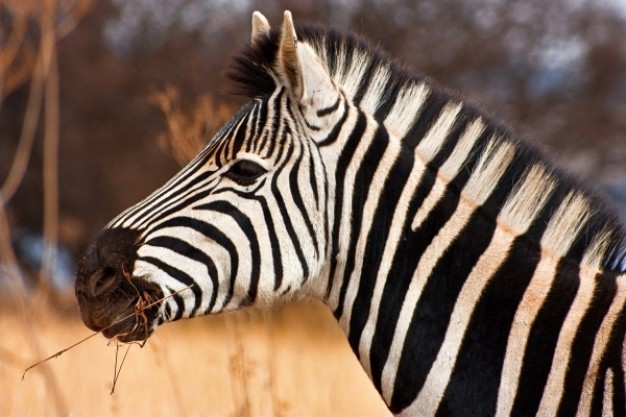 zebra side view close up with autumn forest