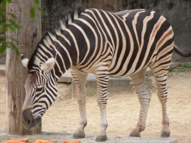 zebra stripy eating at tree side