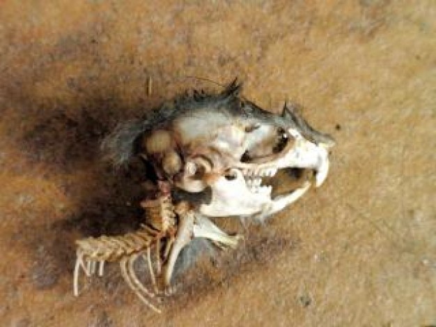 zombie mouse animal skull on earth