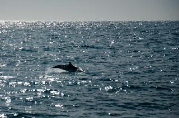 dolphin jumping in ocean