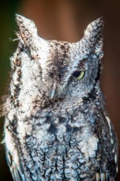 owl wild wildlife owl