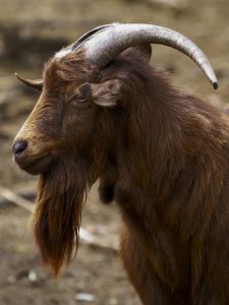 a Domestic goat portrait in side view