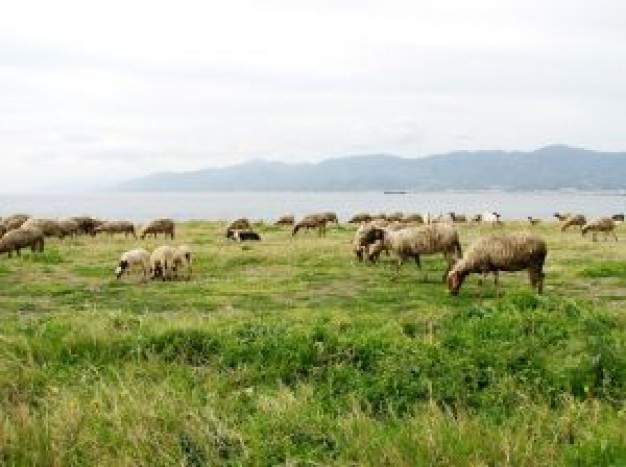 a group of sheep eating at the grass