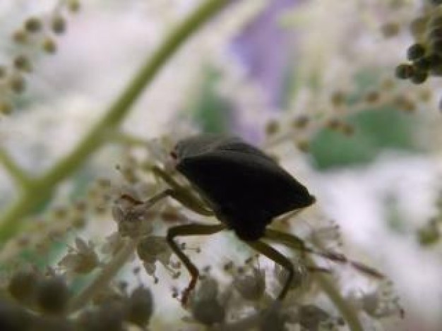 a small crawler crawling between flowers of closeup