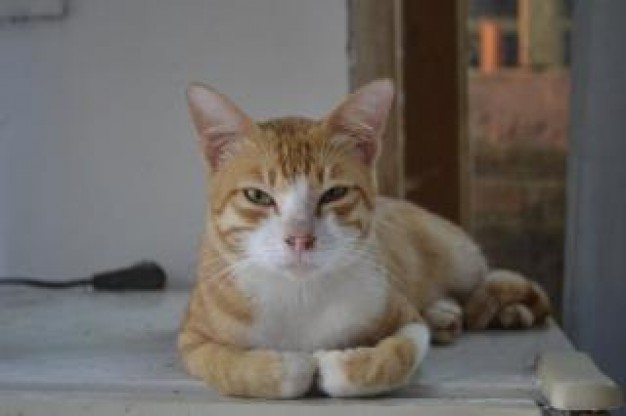 adult cat sleeping on the table indoor