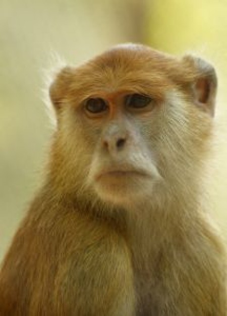 adult monkey Portrait in front view