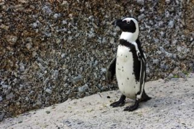 african penguin beak walking on gravel