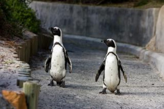 african penguins walking on outdoor road
