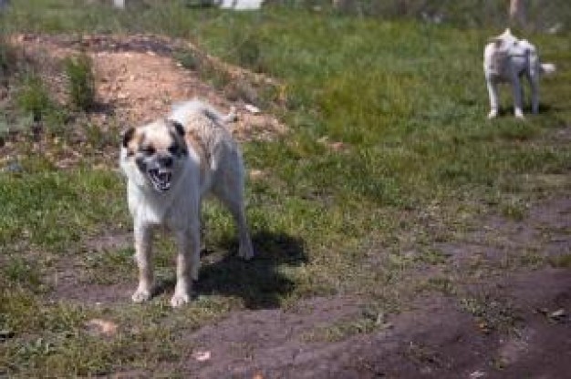 aggressive dogs at the outdoor