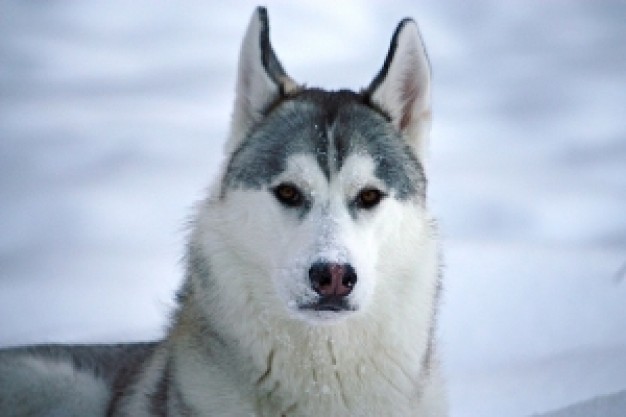 axel of snow wolf