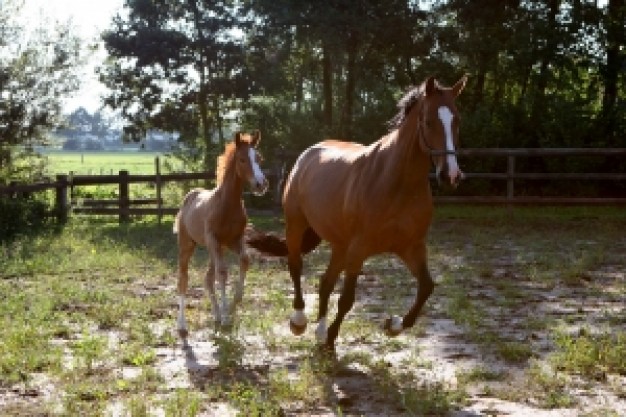 baby horse following horse running in farm