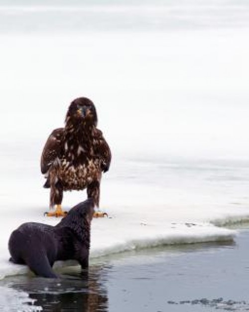 bald eagle and otter beside river