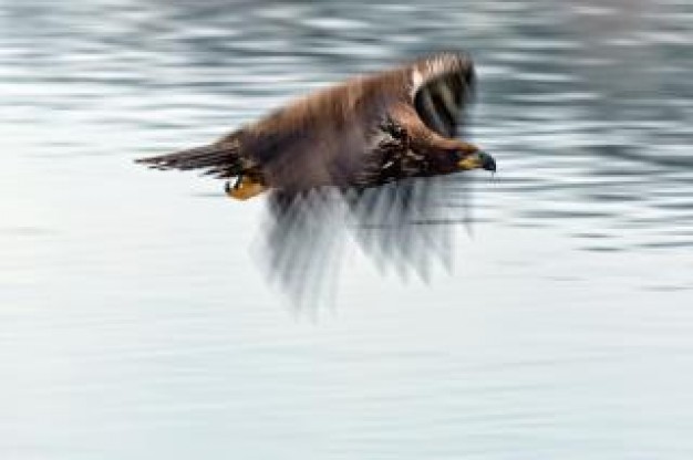 bald eagle animal flying over water surface high speed