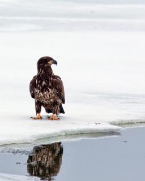 bald eagle leucocephalus watching out snow at river