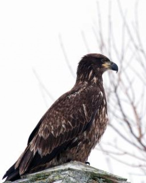 bald eagle wing standing in side view with autumn tree