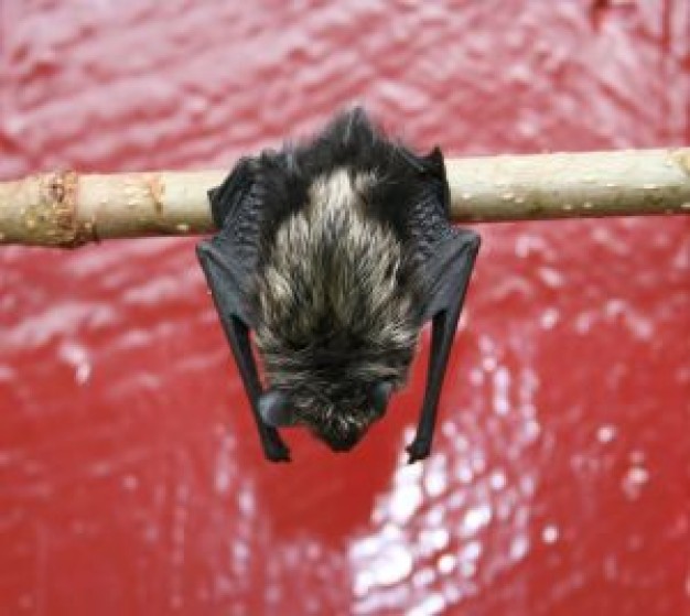 bat animal standing at the branch over water