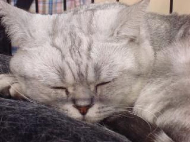 beautiful white sleeping cat feature