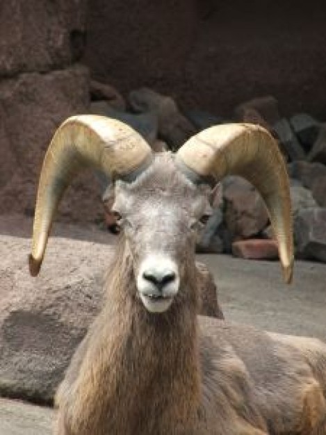 bighorn sheep looking at you in front view