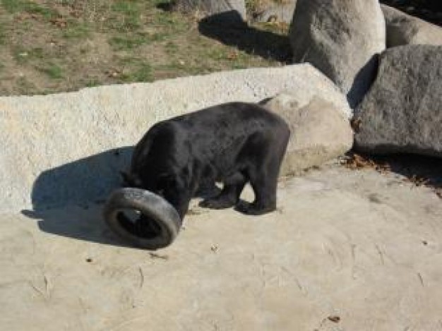 black bear playing  on stone