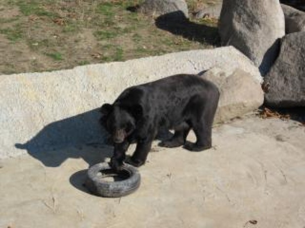 black bear playing with tire on stone road