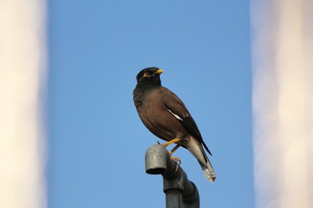 black crown bird animal standing on water pipe over blue sky