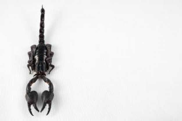 black scorpion in top view