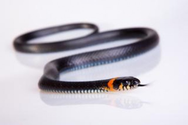 black snake hunting with tongue out