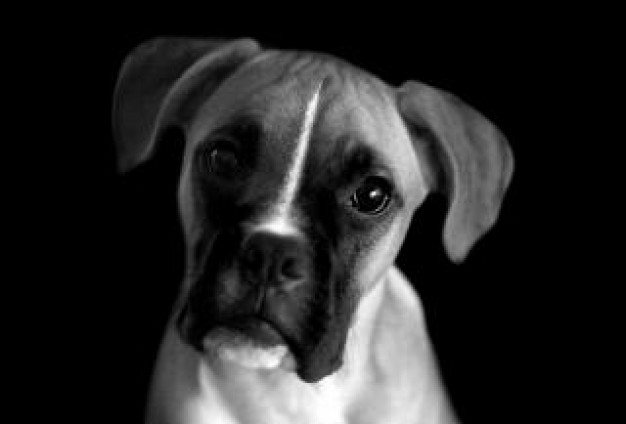 black white boxer dog portrait in front view