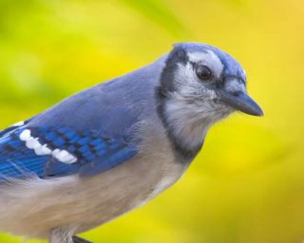 blue jay animal over yellow flower in side view