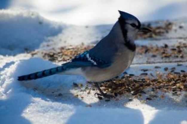 blue jay standing on snow in side view