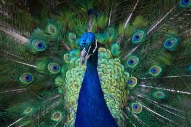 blue peacock showing with colorful feathers