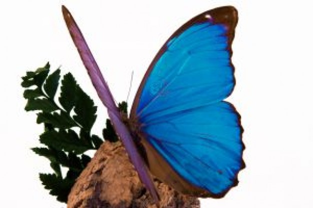 brilliant blue butterfly flying on dust