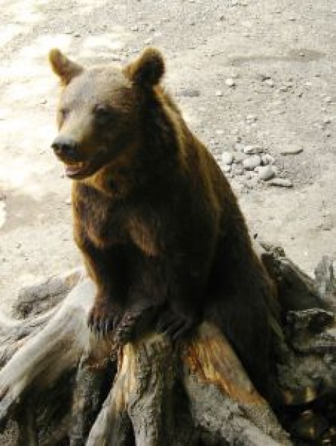 Brown bear sitting on the stump