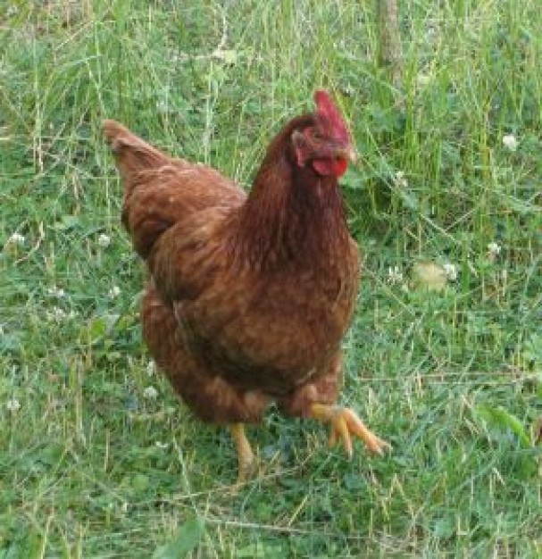 brown chicken hunting for food on grass