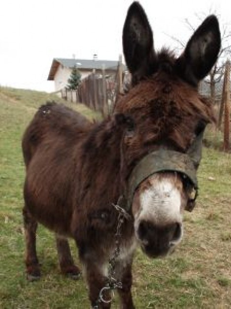 brown donkey gazing and thinking near by house