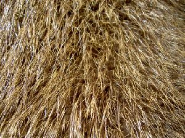 brown fur feature