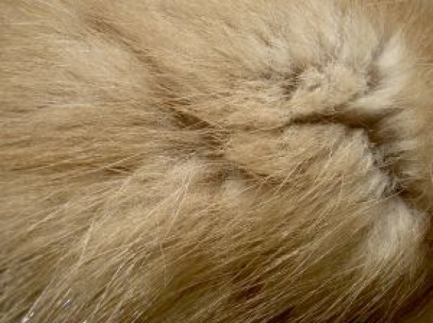 brown fur feature like rabbit fur