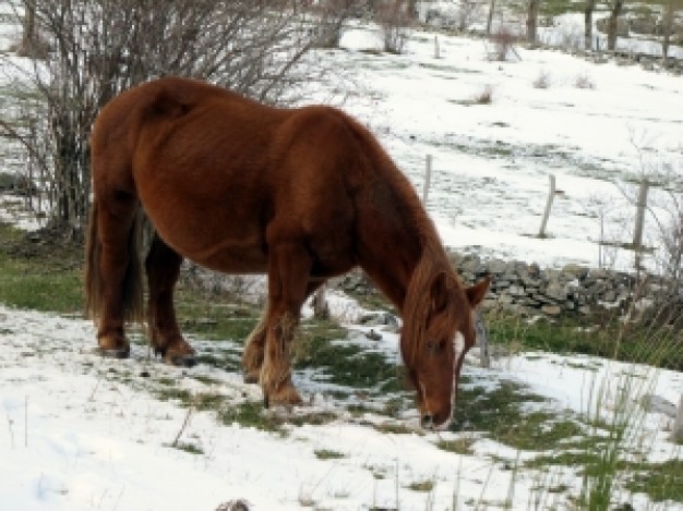 brown horse eating the grass through snow