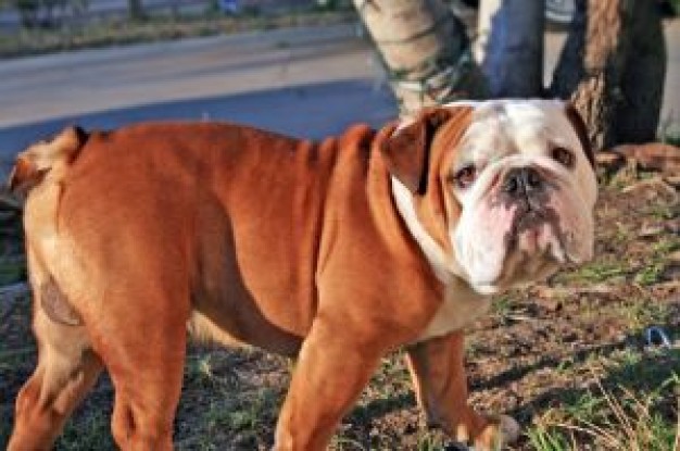 bull dog looking at you at outdoor