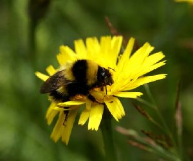 bumper bee gather honey on yellow flower