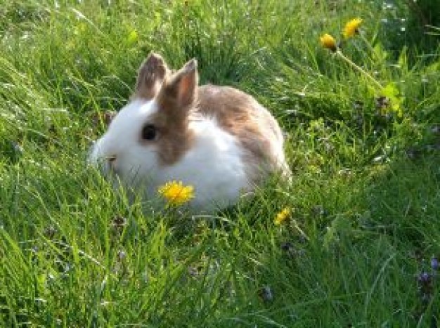 bunny rabbit in white and brown on a grass
