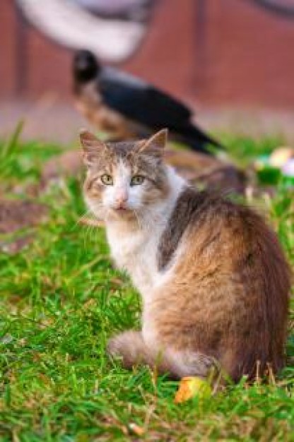 cat and bird looking  back