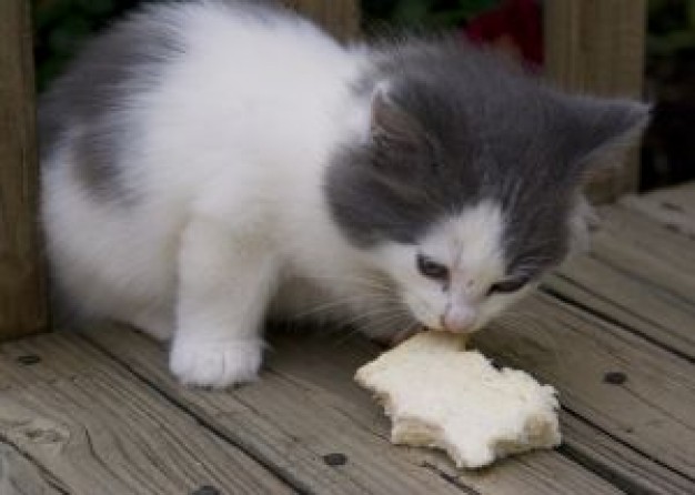 cat animals of outdoor life eating cake