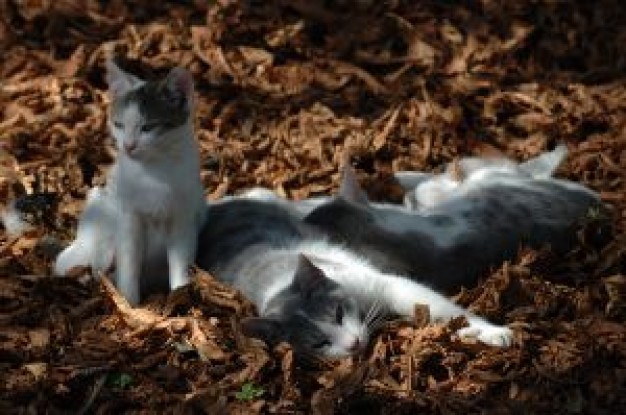 cat family play game on dry leaves