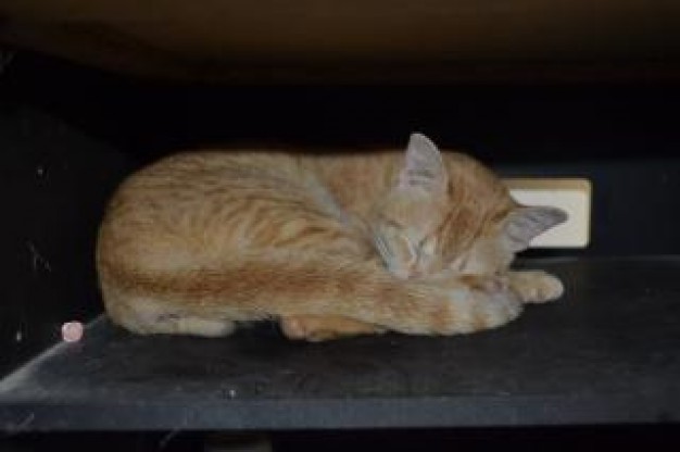 cat huddling body and sleeping in the box pets