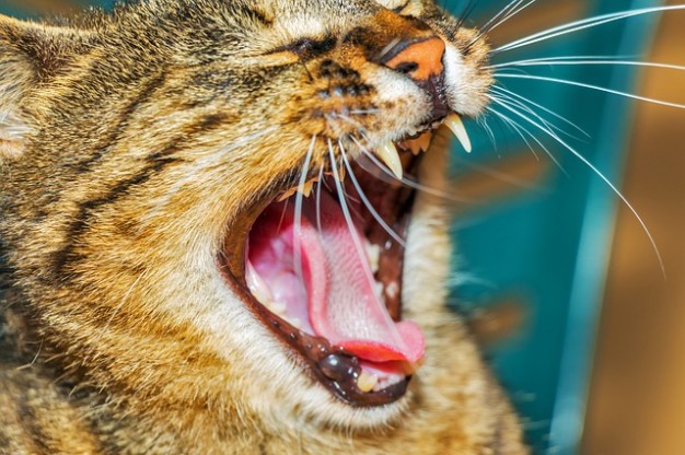 cat of feline gape animal kitten yawn