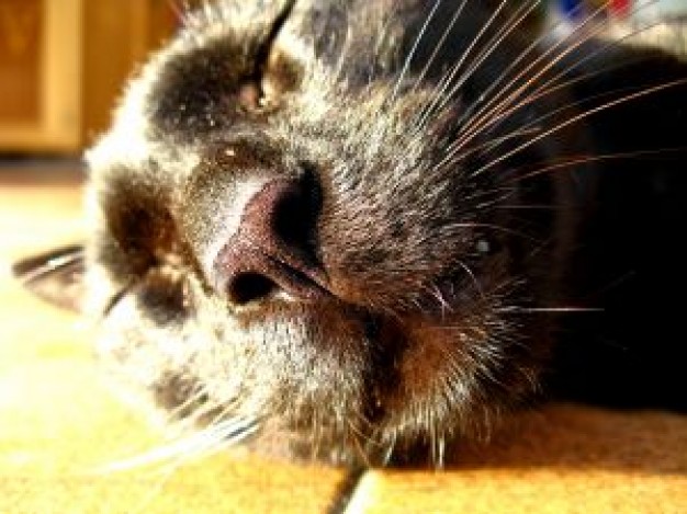 cat pet head feature close-up in indoor
