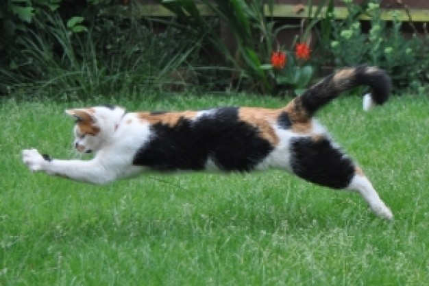 cat pouncing at butterfly at the grass