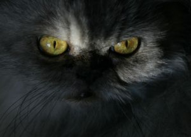 cat with hunter eyes in night